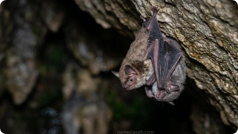 Baby Bat Names