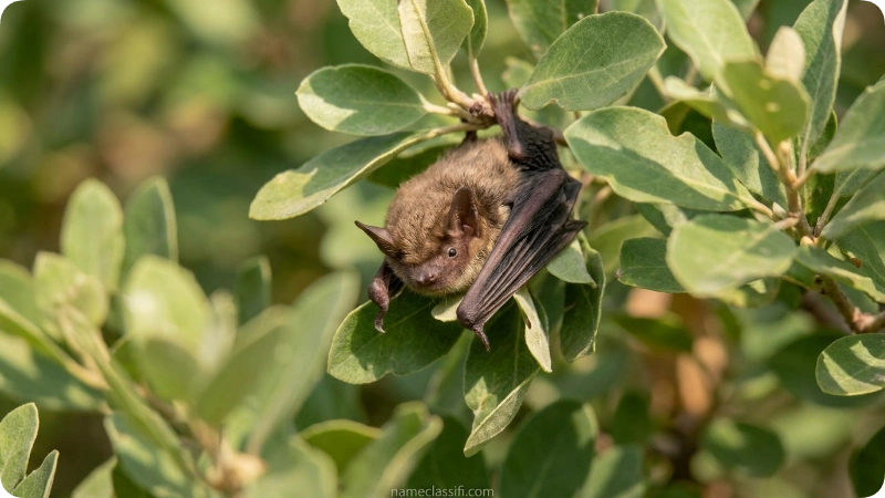 Cute Pet Bat Names