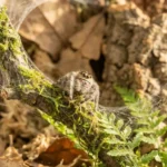 Good Spider Names