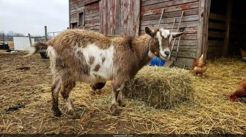 Gross Funny Goat Names
