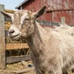 Inappropriate Goat Names