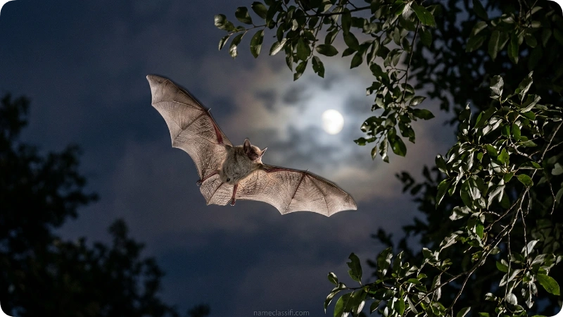 Spooky Bat Names